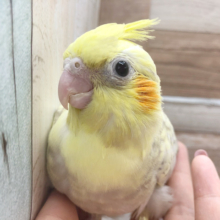 超ホヤホヤ最新画像☆がっちり！！オカメインコ、シナモンパール