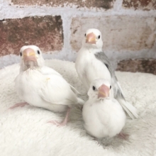 大人気の白文鳥ヒナさんいますよ〜！★