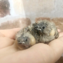 ﾃｲﾃｲﾃｲﾃｲ〜♪人気のキンカ鳥ヒナ☆