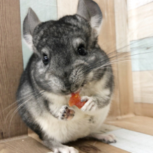 何でそんなに可愛いの？？チンチラくん(ノーマル)