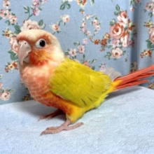 ウロコインコ  サンチーク 3月17日