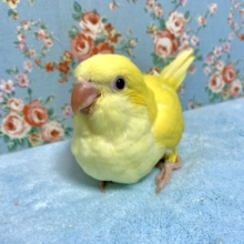 オキナインコ　ルチノー　３月２７日