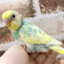 人気の高いカラー♪セキセイインコヒナ(パステルレインボー)