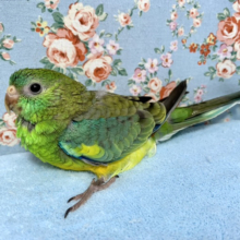 ビセイインコ　ノーマル　３月２８日