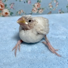 シルバーイノ文鳥　３月２３日
