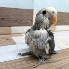 わたわたがチラリ♡コザクラインコヒナ(モーブパイド)