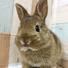 超ホヤホヤ最新画像☆寝方が豪快で可愛い♡ネザーランドドワーフくん(チェスナット)