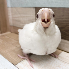超ホヤホヤ最新画像♪真っ白のオカメインコです！　ピュアホワイト〜
