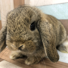むっちむち♥ロップイヤーくん(チェスナット)