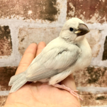 いっぱい食べるよ～♪シルバー文鳥ヒナ♡