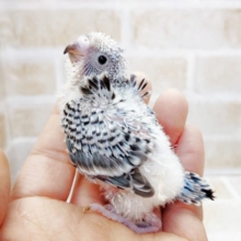 羽。逆立ってます(笑)　羽衣セキセイインコ　2021年03月08日　