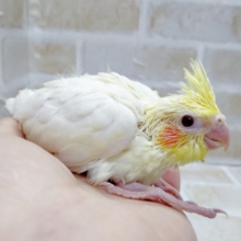 定番人気！オカメインコ☆ルチノー　2021年03月12日