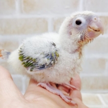 むっちむちボディ！　ウロコインコ☆パイナップル　2021年03月20日
