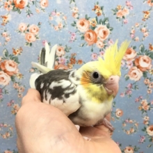 オカメインコ（パイド）２０２１年２月生まれ