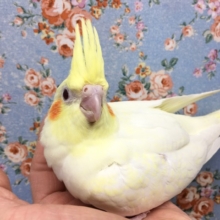 オカメインコ（ルチノー）２０２１年２月生まれ
