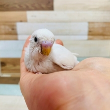ひそかな人気?!セキセイインコ(ダブルファクター)います♪