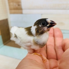 背中を撫でると口が開く?!食いしんぼな十姉妹♪