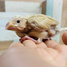 人気カラー!シナモン文鳥さんいます♪