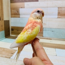 淡いカラーが人気!アキクサインコ(ルビノー)♪