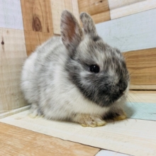 もっちりな体つき♪ネザーランドドワーフちゃん♡