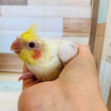 真っ白の羽根がステキ☆オカメインコ(ルチノー)入舎です♪