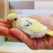 黒が少なめのコ♪セキセイインコ(クリームハルクイン)入舎♪