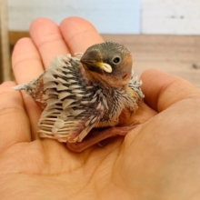 小さいけどたくさん食べます☆シルバー文鳥さん!!