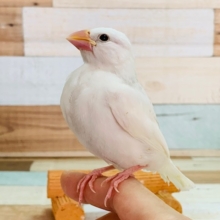 ベタなれになっています！白文鳥さん♪