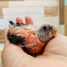 予約受付中☆ごはんもりもり食べます！ローズ秋草インコさん♪