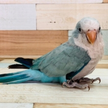 羽根が生えそろいました♡オキナインコ(パステルブルー)☆