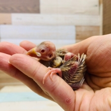 定番人気!!シナモン文鳥入舎しました♪