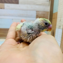 とても元気っコ♪セキセイインコ(クリームパイド)入舎♪