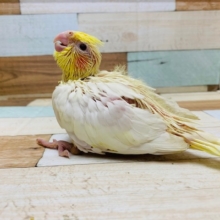 人気カラー！怪獣のような鳴き声のオカメインコ(ルチノー)さん♪