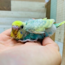 ステキカラー☆セキセイインコ(パステルレインボー)♪