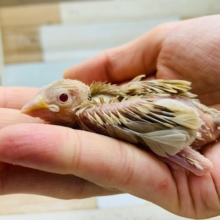 人気沸騰中!!シナモン文鳥が来ました♪