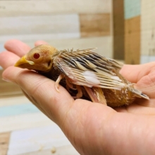 人気カラー☆カメラ目線多め?!シナモン文鳥さん♪