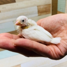 定番人気！白文鳥さん入舎しました♪
