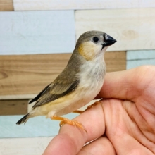 鳴き声がとても可愛い♡キンカチョウさん♪