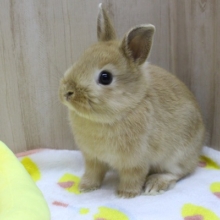 綺麗なオレンジカラー☆ドワーフラビット・男の子！ふ