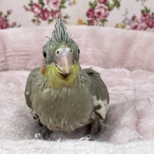 待ってました!!　オカメインコ“シナモン” のひな　2021.3/1撮影