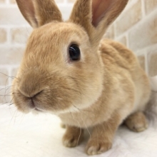 ちりちりおひげのミニレッキス（オレンジ）！