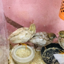 更に小さいヒメウズラ　3羽入舎しました。あ～可愛い💛