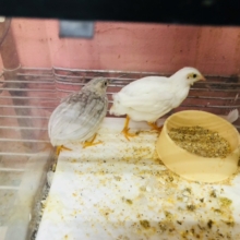 キョトン顔可愛い　ヒメウズラ