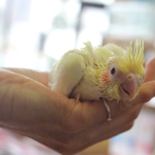３月下旬生まれ☆手乗りオカメインコ（ルチノーパール）