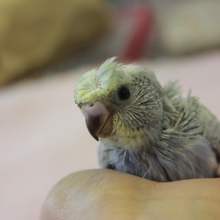 今がお迎え時☆手のり羽衣セキセイインコ