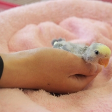 手乗りコザクラインコ（ブルーパイド）