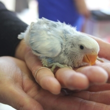 手乗りコザクラインコ（ブルーパイド）ヒナちゃん