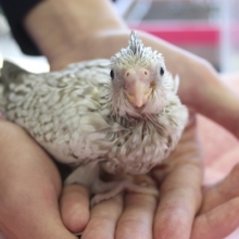 手乗りオカメインコ（ＷＦシナモンパール）ヒナちゃん