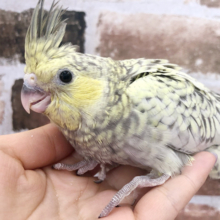 超ホヤホヤ最新画像★オカメインコ、珍しくパステルチークです♪　パール
