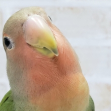 小桜インコ　ベタなれ